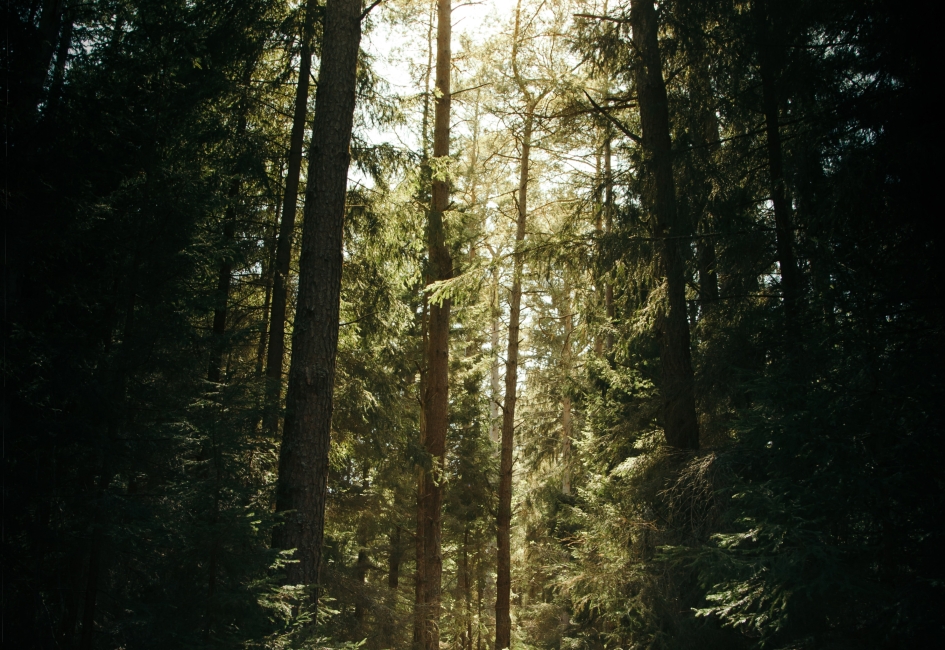 Light in a forest