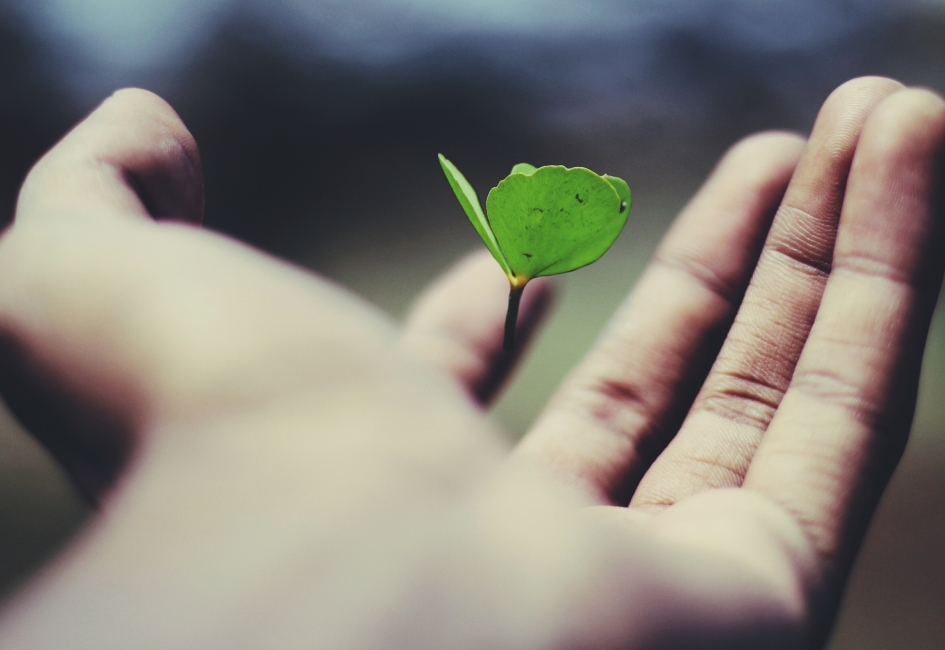 A butterfly in a hand