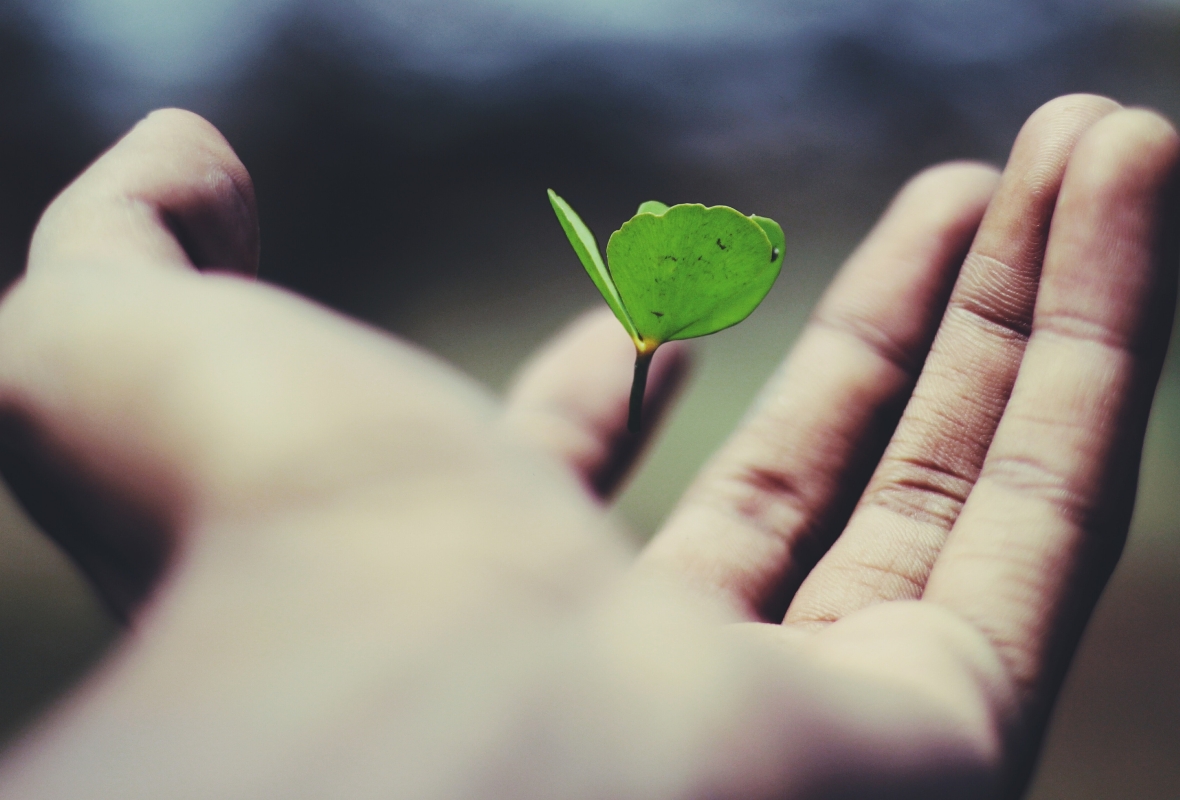 A butterfly in a hand